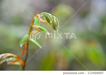 山毛櫸芽，新鮮綠色，春天 113409897