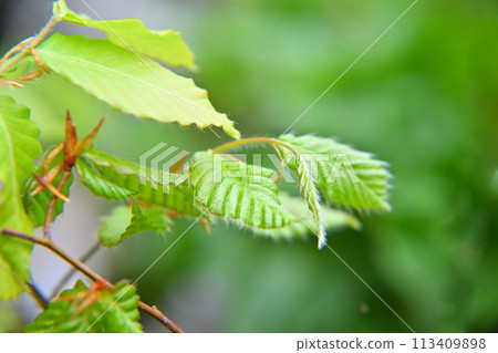 山毛櫸芽，新鮮綠色，春天 113409898