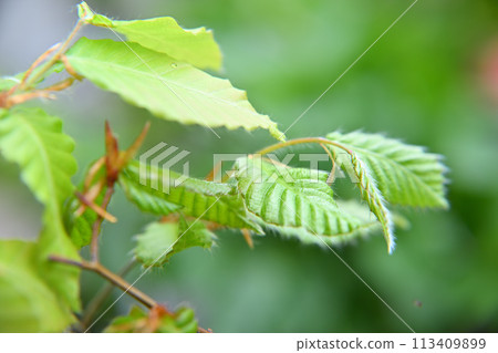 山毛櫸芽，新鮮綠色，春天 113409899
