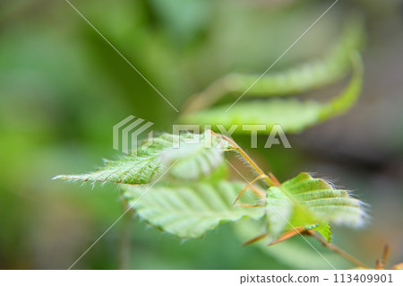 山毛櫸芽，新鮮綠色，春天 113409901
