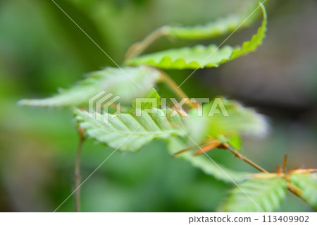 山毛櫸芽，新鮮綠色，春天 113409902