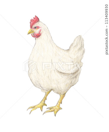 雞水彩鉛筆插圖 雞水彩鉛筆插圖 113409930