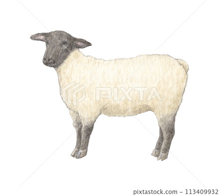 Sheep (Suffolk) watercolor pencil illustration 113409932
