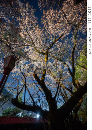鬼怒川溫泉護國神社櫻花（夜晚、星空） 113410154