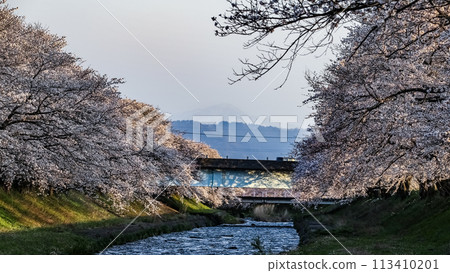 A river flowing between rows of cherry blossom trees 113410201