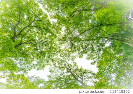 The season of fresh greenery, the sky full of green The season of fresh greenery, the sky full of green 113410302