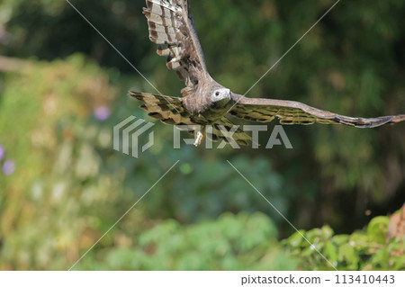 東方蜂鷹 東方蜂鷹 113410443