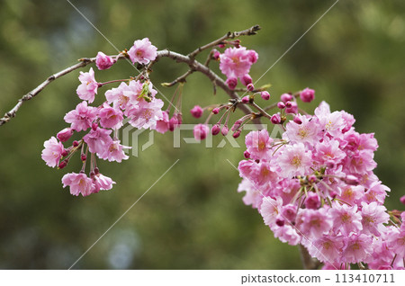 深深紅色哭泣 113410711