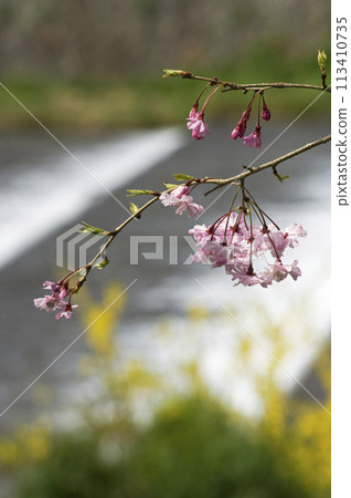 Deep crimson red branch 113410735