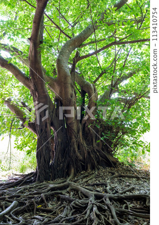 A large banyan tree in the forest and numerous roots creeping along the ground (Hamakawa Ontake, Okinawa Prefecture) 113410754