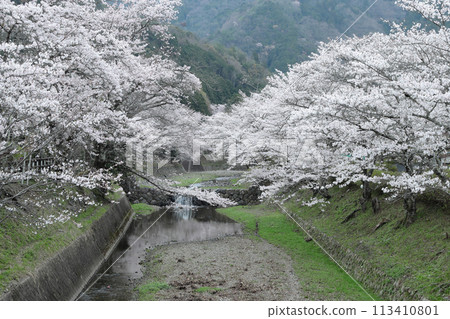 京都府龜岡市七谷川櫻花盛開的景色 113410801