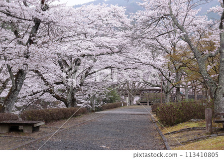 京都府龜岡市,七谷川蕨之道,櫻花樹盛開 京都府龜岡市,七谷川蕨之道,櫻花樹盛開 113410805