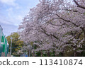櫻花盛開 113410874