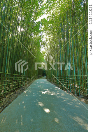 Sunlight in unique green bamboo forest 113411031