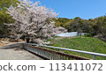 Scenery with cherry blossoms 113411072