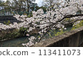 Cherry blossoms along the river 113411073
