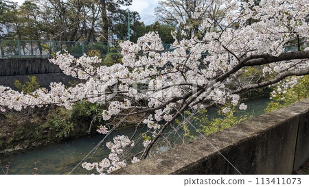 河邊櫻花盛開 河邊櫻花盛開 113411073