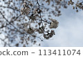 Up of cherry blossoms 113411074