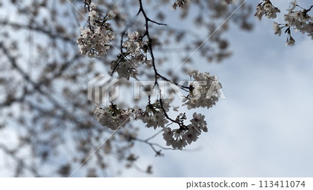 櫻花盛開 櫻花盛開 113411074