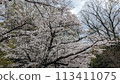 Cherry tree in full bloom 113411075