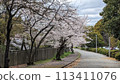 Suburban road lined with cherry blossom trees 113411076