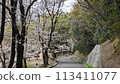 A road with a tunnel of cherry blossoms 113411077