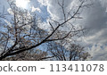 Sakura that shines in the blue sky 113411078