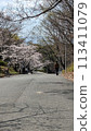 Walk a row of cherry blossom trees 113411079