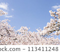 Cherry tree in full bloom 113411248