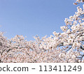 Cherry blossoms in full bloom shining in the blue sky 113411249