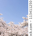 Cherry blossoms in full bloom shining in the blue sky 113411250