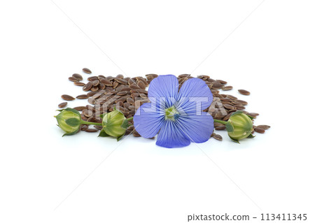 Flax (linseed) flower and seeds over white background Flax (linseed) flower and seeds over white background 113411345