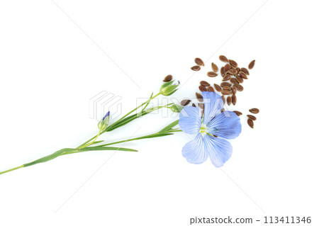 Common flax flowers, stalks and seeds isolated on white Common flax flowers, stalks and seeds isolated on white 113411346