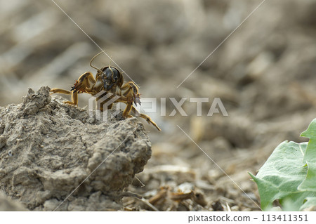 European mole cricket (Gryllotalpa gryllotalpa) 113411351