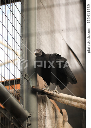 Black-capped pigeon 113411389