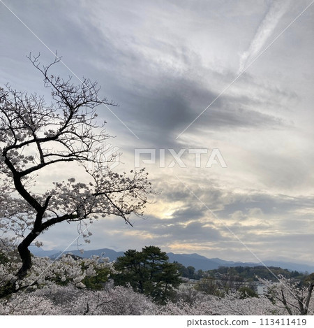 一棵樹矗立在山上 113411419
