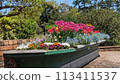 Tulip garden in the park 113411537