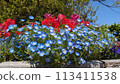 Red tulip 113411538