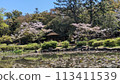 Cherry blossoms in Japanese garden 113411539