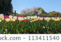 Tulips and cherry blossoms 113411540