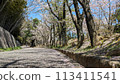 A carpet of cherry blossoms starting to fall 113411541