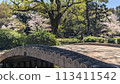 Park with cherry blossoms 113411542