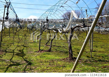 春天果園的葡萄 113411618