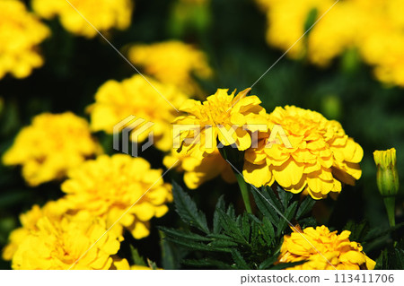 黃色萬壽菊 黃色萬壽菊 113411706