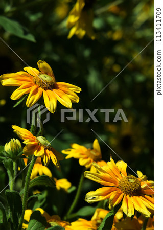 黃花 黃花 113411709