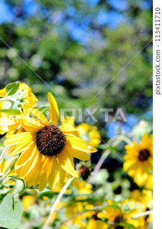 風景與夏天的花朵,向日葵 風景與夏天的花朵,向日葵 113411710