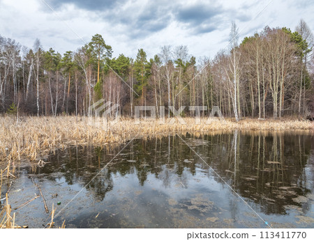 Thickets of dry reeds near the lake in spring or autumn. 113411770