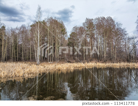 Thickets of dry reeds near the lake in spring or autumn. Thickets of dry reeds near the lake in spring or autumn. 113411778