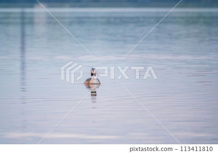 The waterfowl bird Great Crested Grebe swimming in the calm lake 113411810
