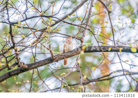 Thrush Nightingale, Luscinia luscinia. A bird sits on a tree branch and sings 113411818